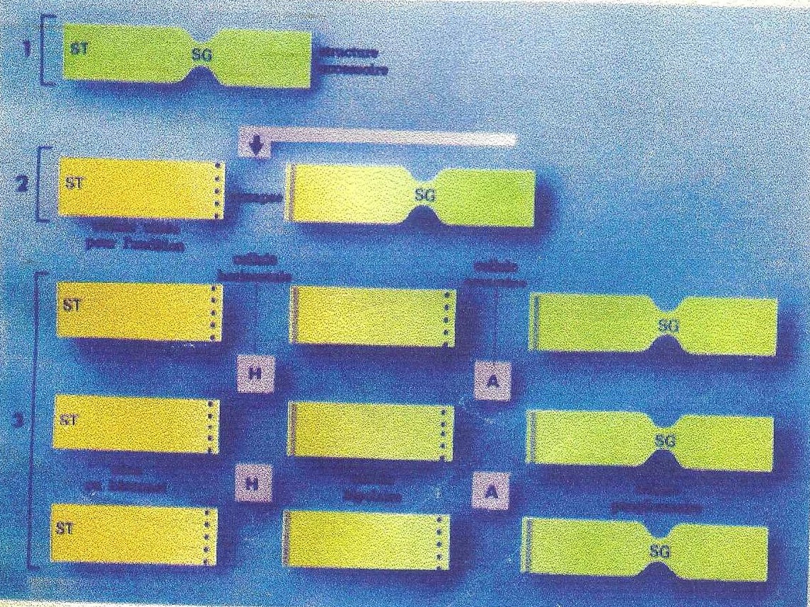 Récepteur sensoriel