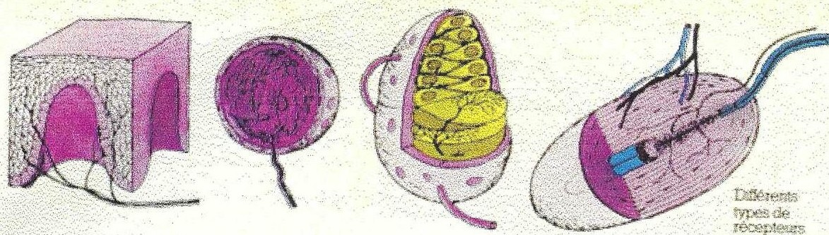 Récepteurs cutanés