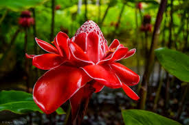 Fleurs tropicales