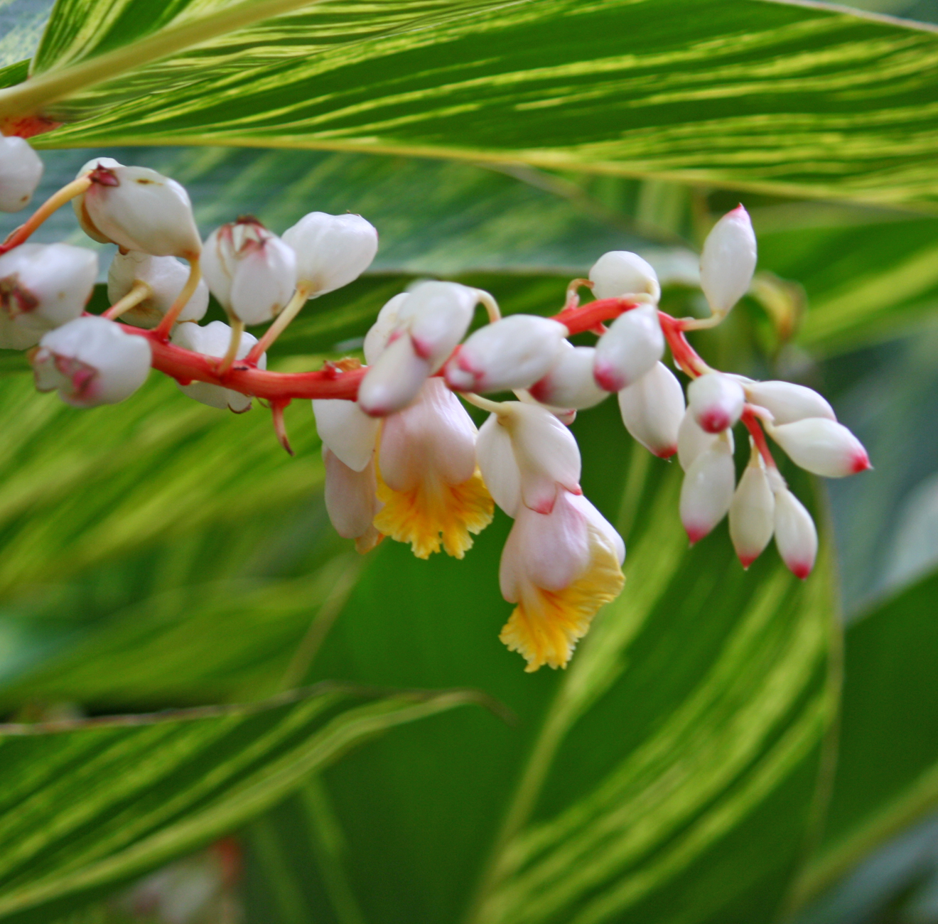 Plante tropicale