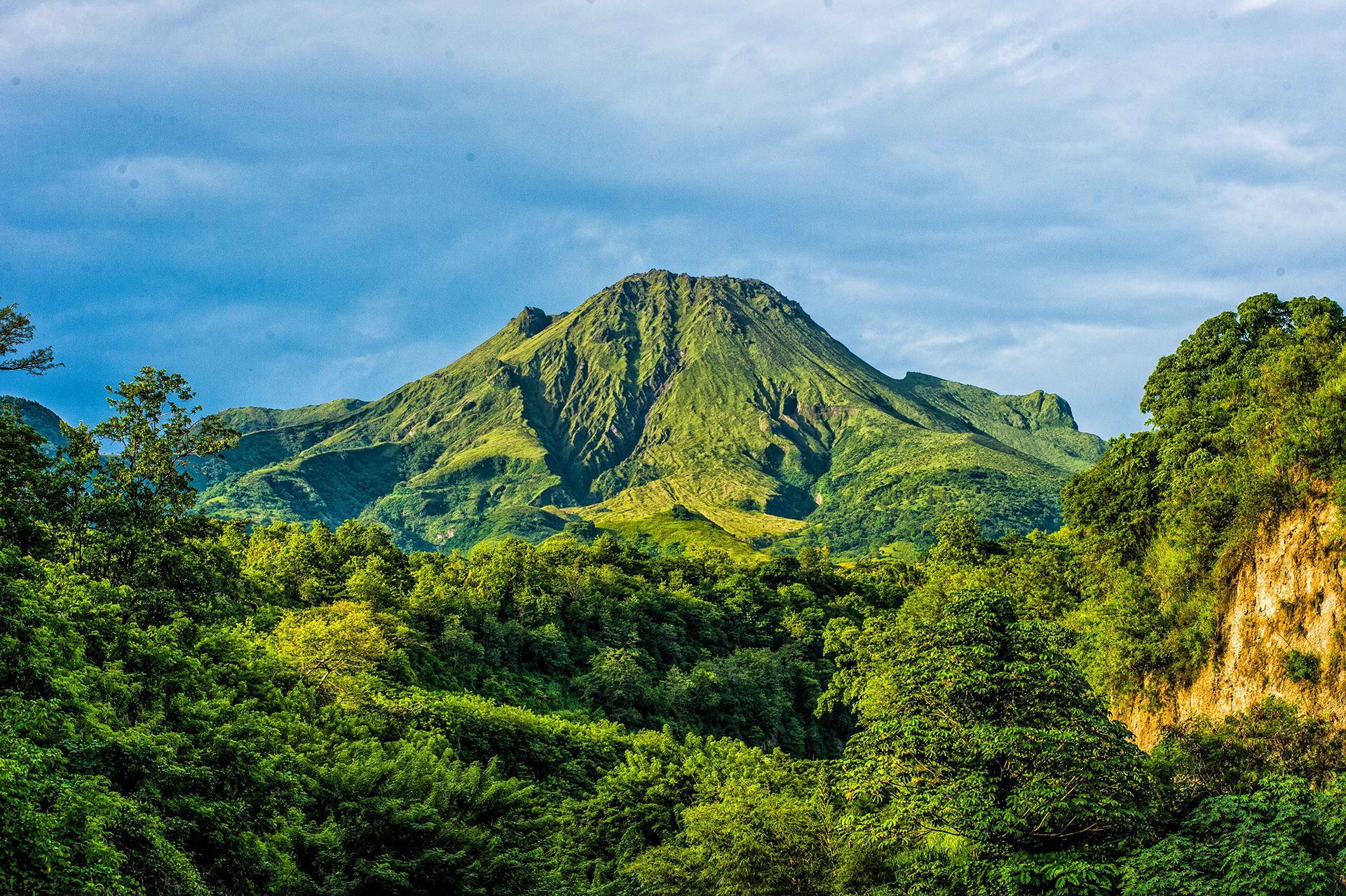 Forêt tropicale